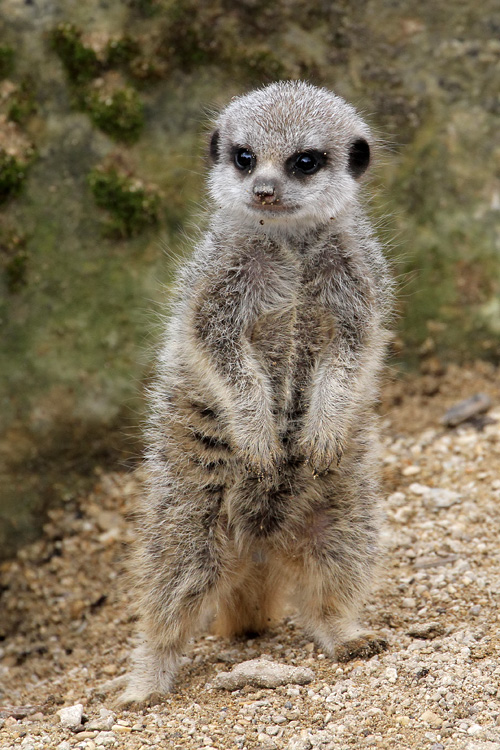 Baby Meerkat