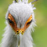 Secretary Bird