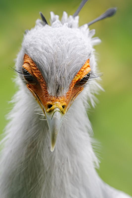 Secretary Bird