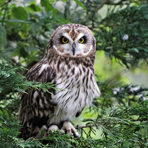 Short-eared Owl by SnowPoring