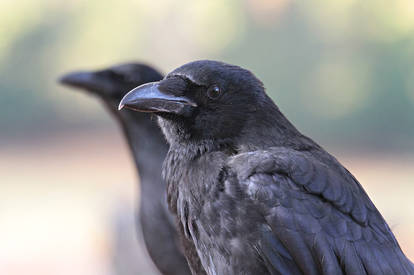 Park Crows