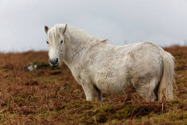 White Horse