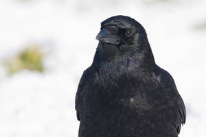 Crow in Snow