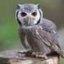 White faced Owl