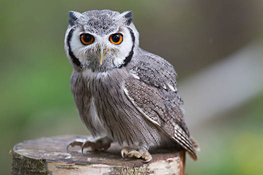 White faced Owl