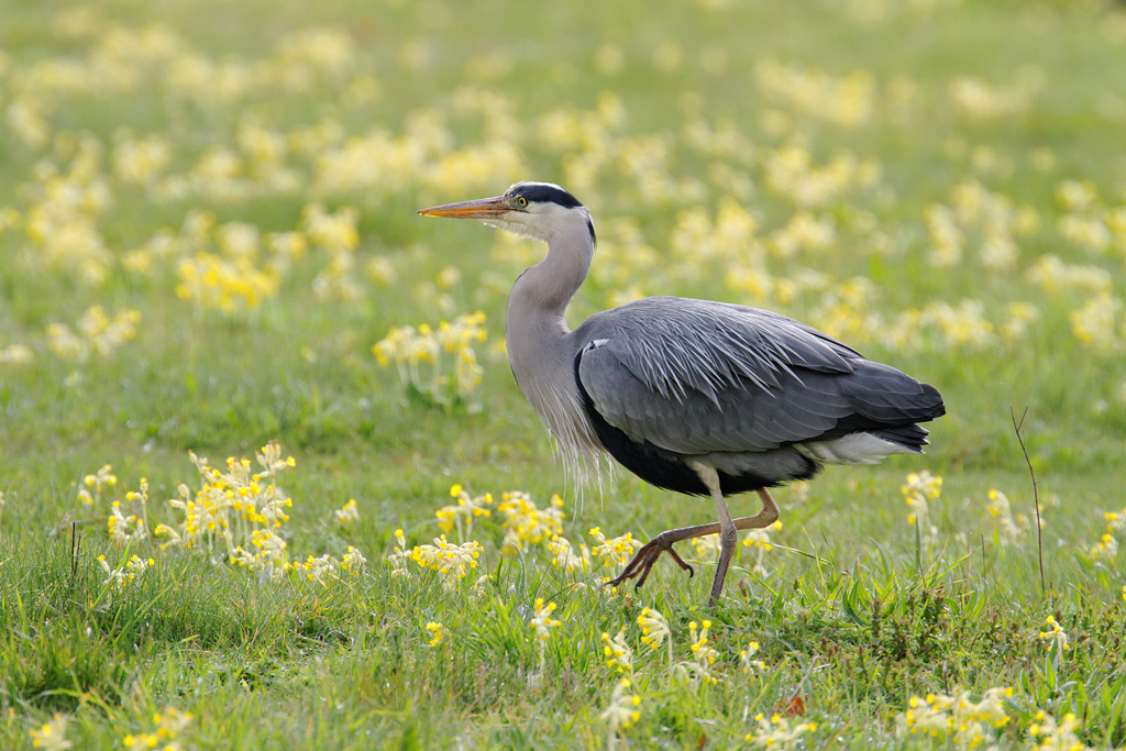 Meadow Walk