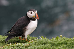 Puffin