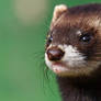 Polecat