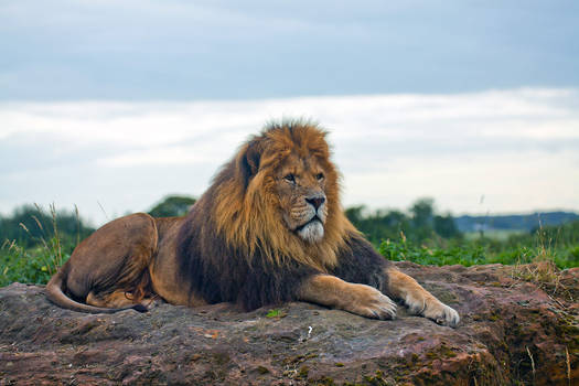 Lazy Lion