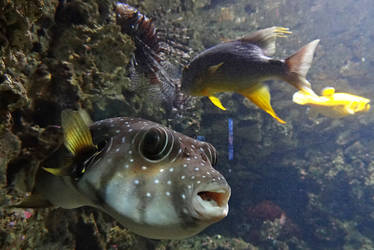 Puffer and friends