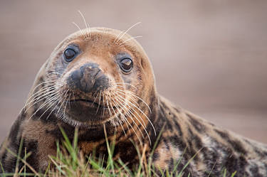 Seal Stare