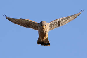 Kestrel