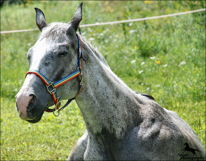 A Horse Named George