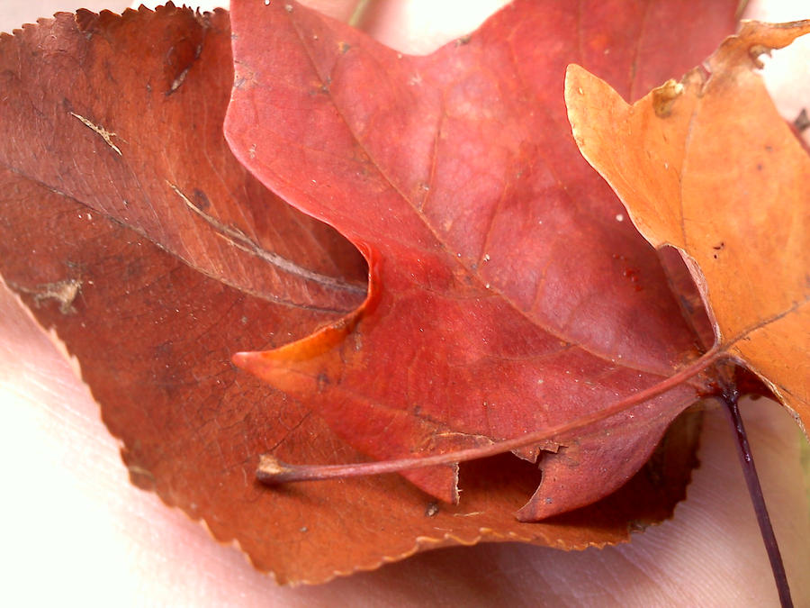 Let Up Leaves by dananaboo on DeviantArt