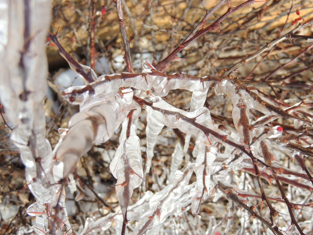 Ice Plant 2