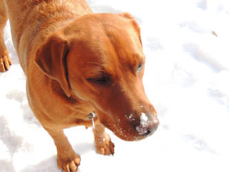 Snow on the Nose