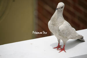 beautiful pigeon