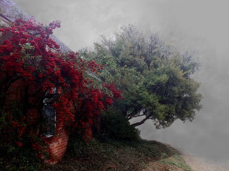 Firethorn in Fog