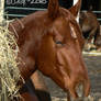 Chesty - The Vampire Horse
