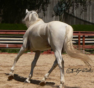 Andalusian Stallion - 7