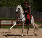 Andalusian Stallion - 16 by ElaineSeleneStock