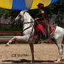 Andalusian Stallion - 22