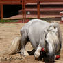 Andalusian Stallion - 31