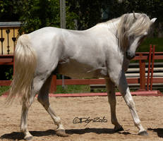 Andalusian Stallion - 46