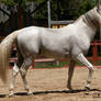 Andalusian Stallion - 48