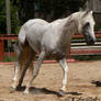 Andalusian Stallion - 51