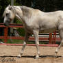 Andalusian Stallion - 79
