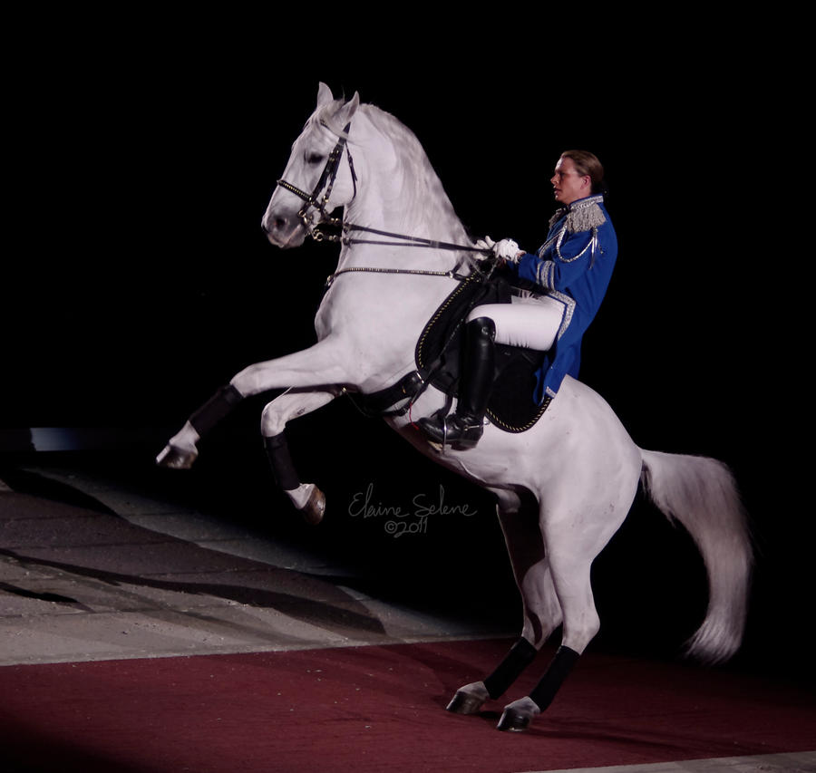 WF Lipizzaners - 30