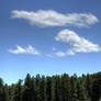 Trees and Sky