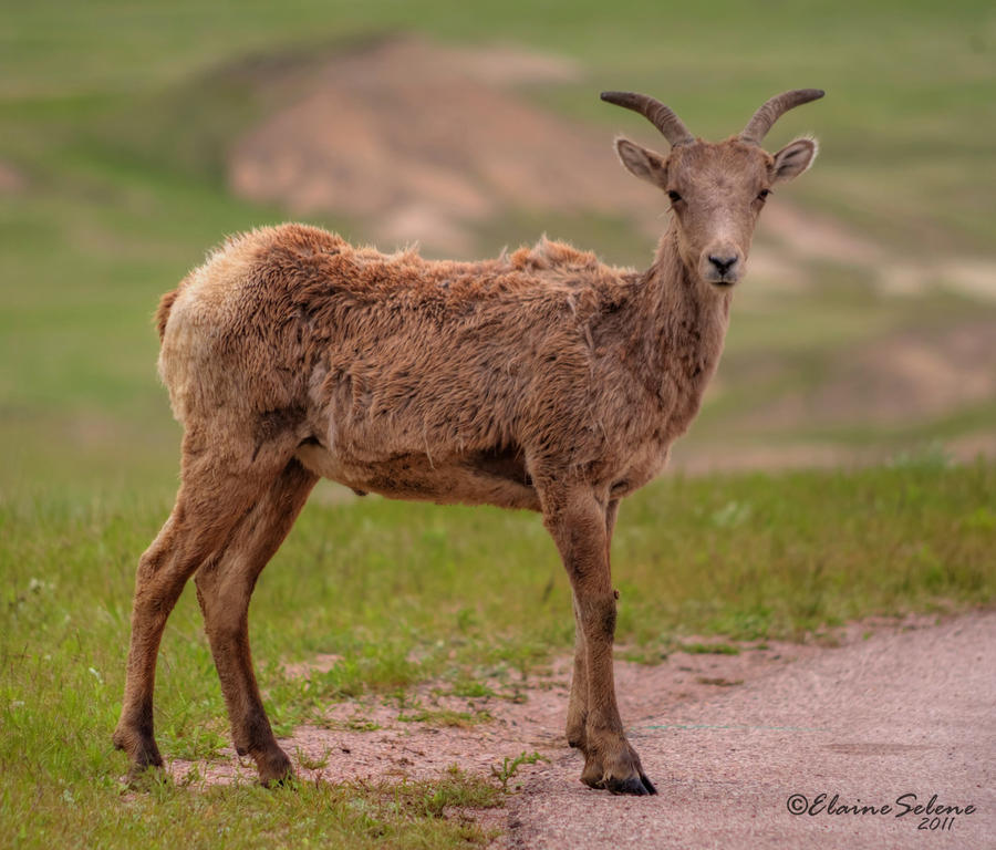 Big Horned Sheep - 15