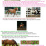 How-To Horse Stock Photo - 3