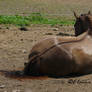 Cricket Rolling - 4