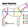 Equine Proportions