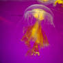 Jellyfish Dance