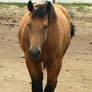 OLD STOCK - Buckskin - 5