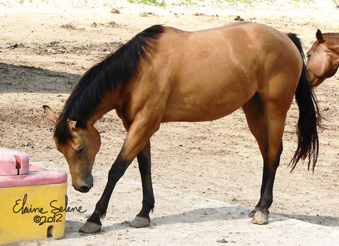 OLD STOCK - Buckskin - 14