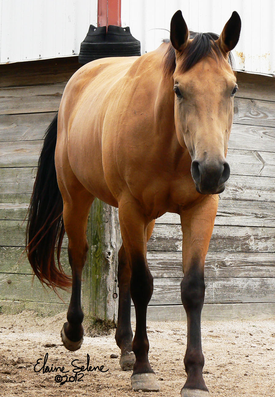 OLD STOCK - Buckskin - 38