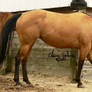 OLD STOCK - Buckskin - 40