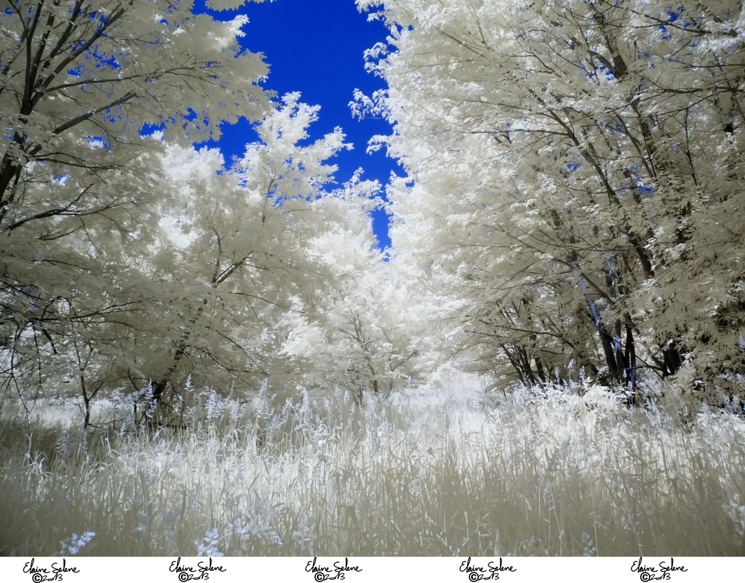 Infrared Stock - 2013 - 31