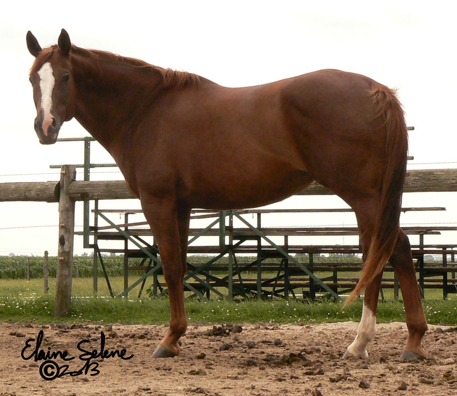 OLD - QH Mare - 6