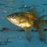 Stay Gold - The GOLD Goldfish - 2