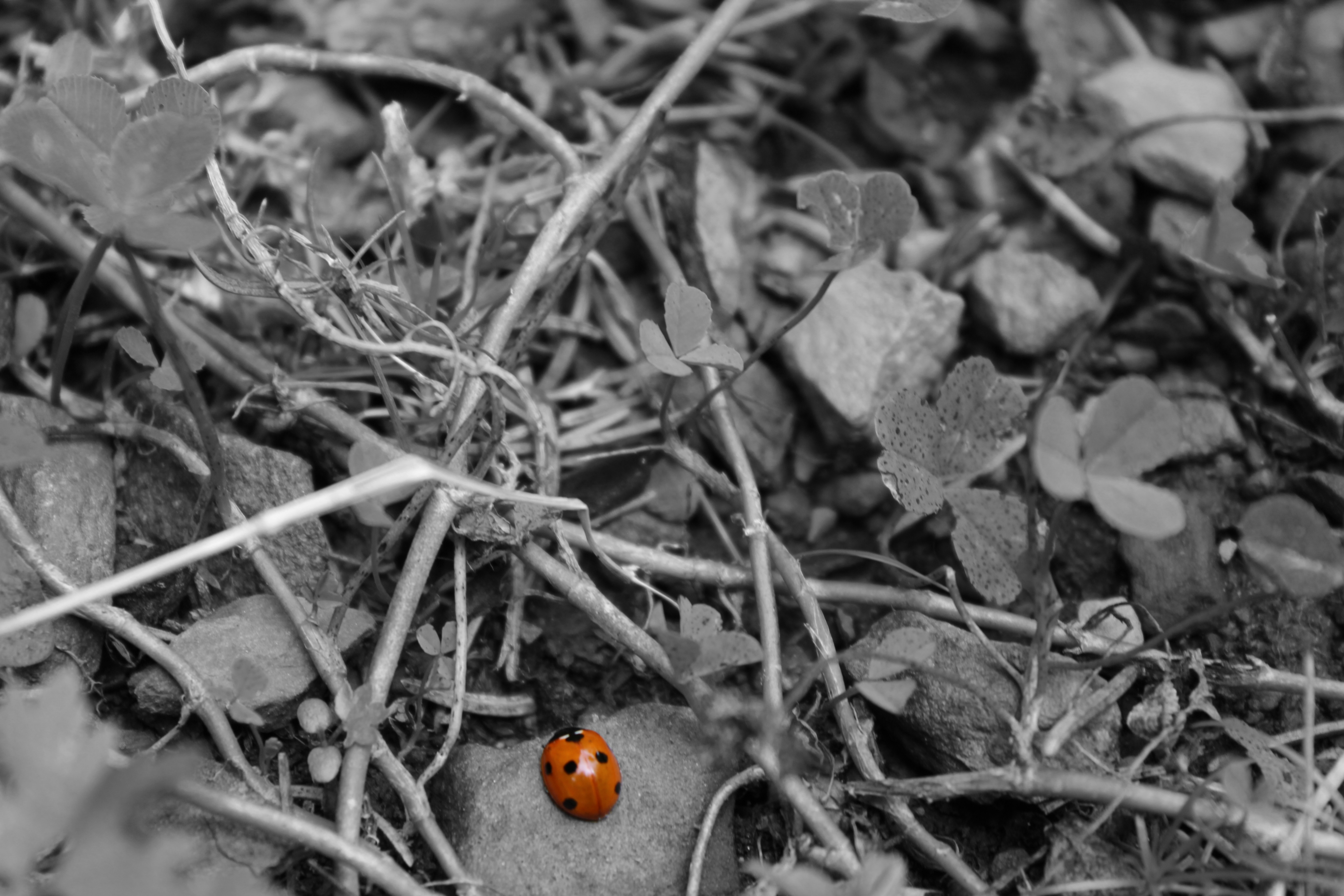 ladybug