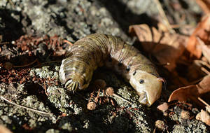 Prehistoric Caterpillar