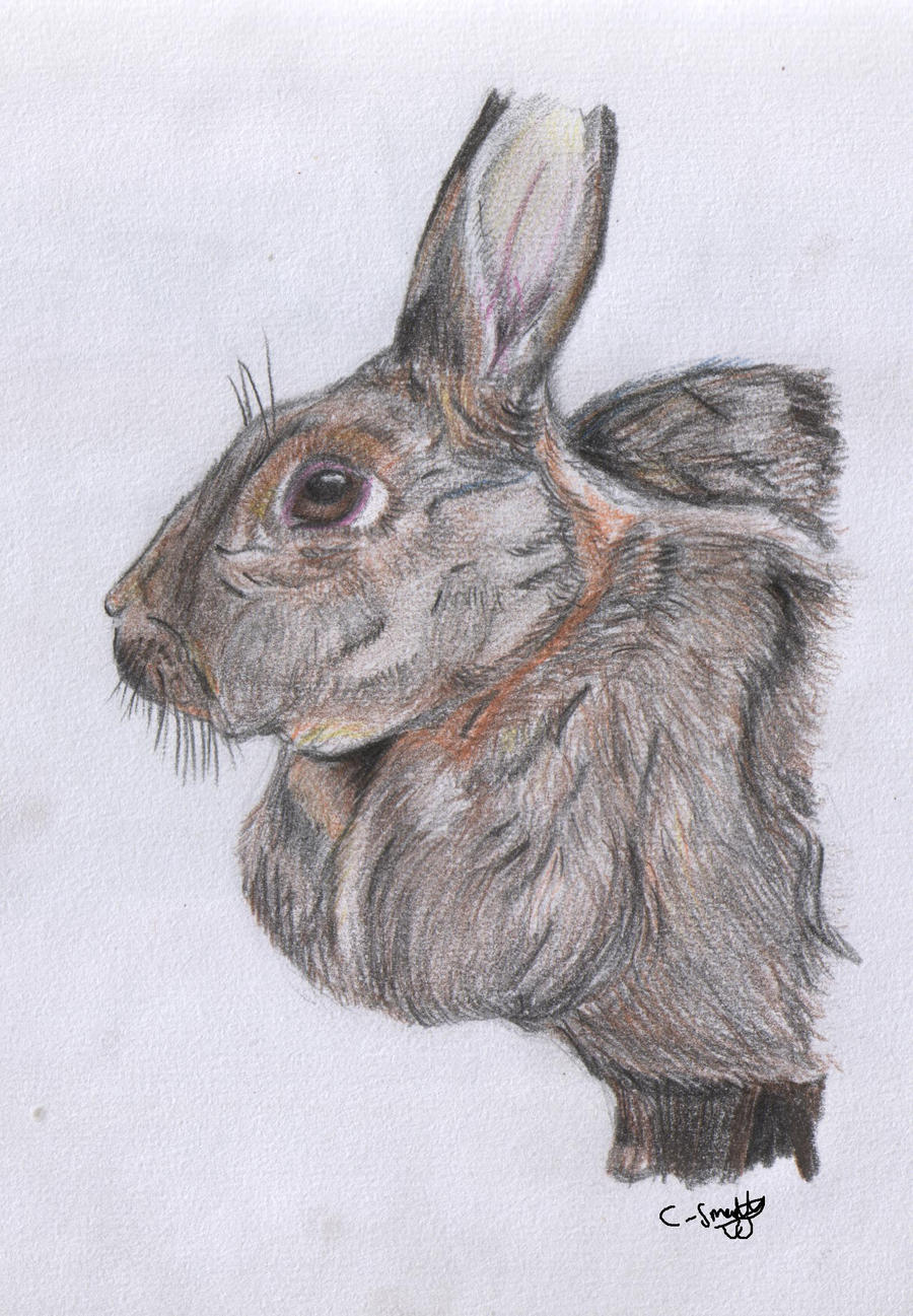 Vienna Grey Rabbit Vienna Grey Rabbit by Optimum-Supreme on DeviantArt