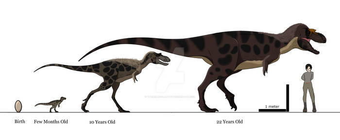 Gorgosaurus Ontogeny (Revised)