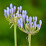 Purple Flowers